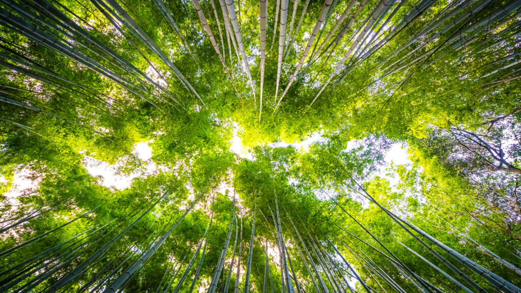 Lumar Química refuerza su compromiso con la sostenibilidad a través del Pacto Mundial de las Naciones Unidas 1 vista bosque verde hacia arriba con sus copas mirando al cielo Lumar Química refuerza su compromiso con la sostenibilidad a través del Pacto Mundial de las Naciones Unidas